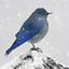 bluebird_snow_4497_2_1