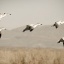 five_geese_3695_2_1