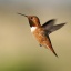 hummingbird_9353_2_1