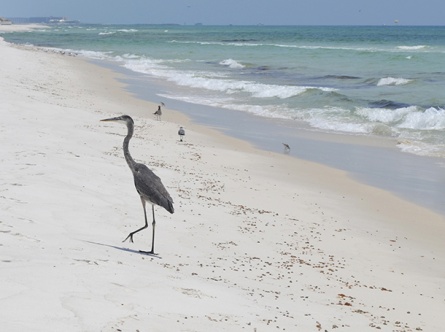 Beasley_Heron 3