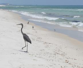 Snowy Plovers and Citizen Science along the Florida Panhandle