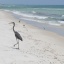 Beasley_Heron 3