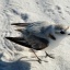 plover 2