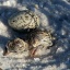 plover chick