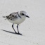 snowy plover 8.22 gulf islands seashore fort pickens larger