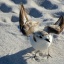 snowy plover_preview photo
