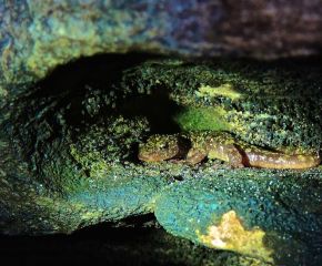 Can You Find Green Salamanders? A Community Searches in the Appalachians