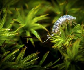 Connecting with Biodiversity Using Macro Photography
