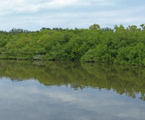 Rookery Bay National Estuarine Research Reserve