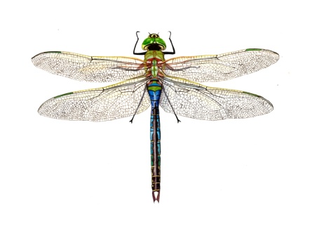 LMundy_VFB green darner