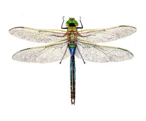 Life as a Scientific Illustrator