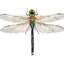 LMundy_VFB green darner