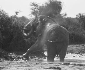 Meeting with an Elephant