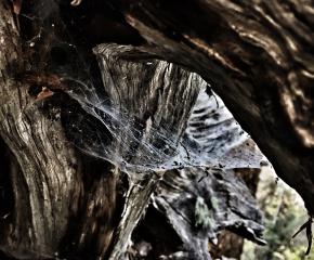 Things We Don’t See in the Woods