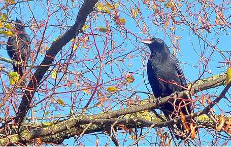 A young crow. Photo: Micolo J, Creative Commons, some rights reserved