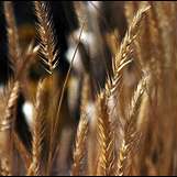 Ecosystem Services: A Solution to Extinction