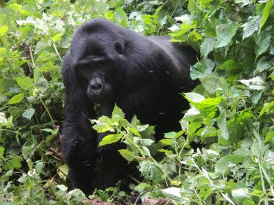 Gorilla Tourism 3