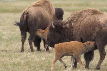 Bison of Yellowstone 1