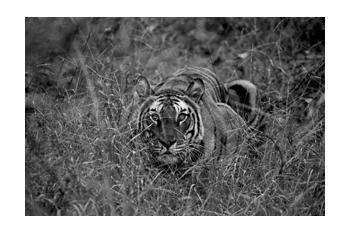 In Predatory Light 1