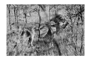 In Predatory Light 2