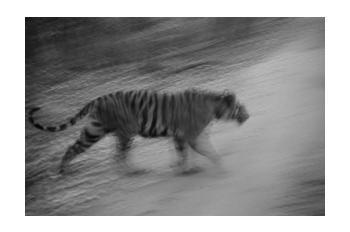 In Predatory Light 3