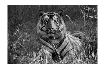 In Predatory Light 4