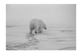 In Predatory Light 5