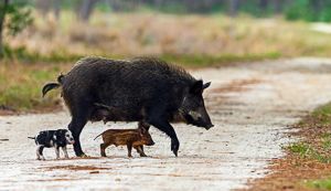 Feral Pigs