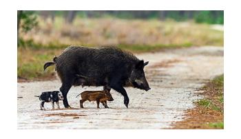 Feral Pigs Feral Pigs