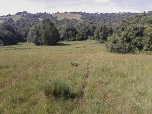 The edge of the Naimina Enkiyio Forest