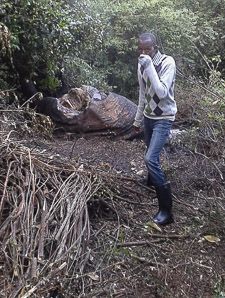 A poached adult elephant in the Naimina Enkiyio Forest