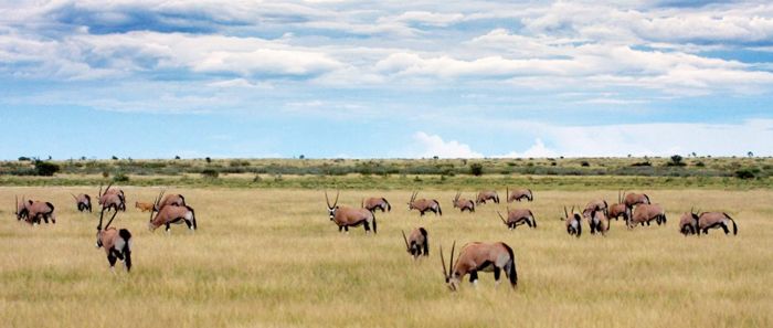 A herd of oryx. Photo courtesy of Botswana Tourism.