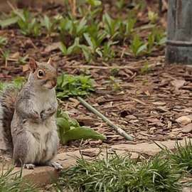 Backyard Wildlife