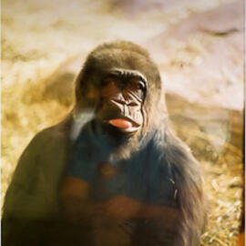 Studying Visitors at the Gorilla Exhibit