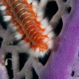 Hidden World: Photography of Mark Lightfoot