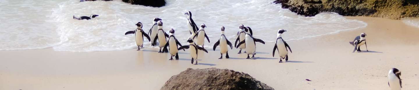 Penguins on the beach - photo by Casey Allen - photo by Casey Allen