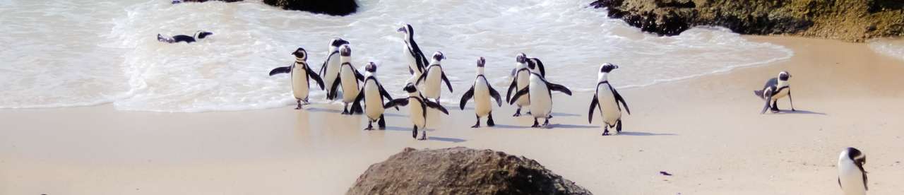 Penguins on the beach - photo by Casey Allen - photo by Casey Allen