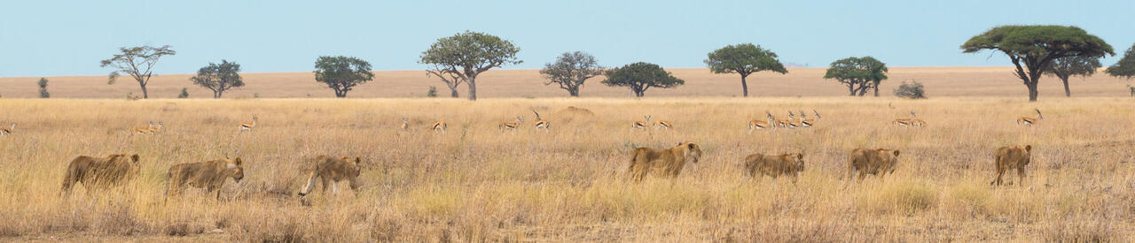 Lions on the savannah - photo by Chrissie Kremer - photo by Chrissie Kremer