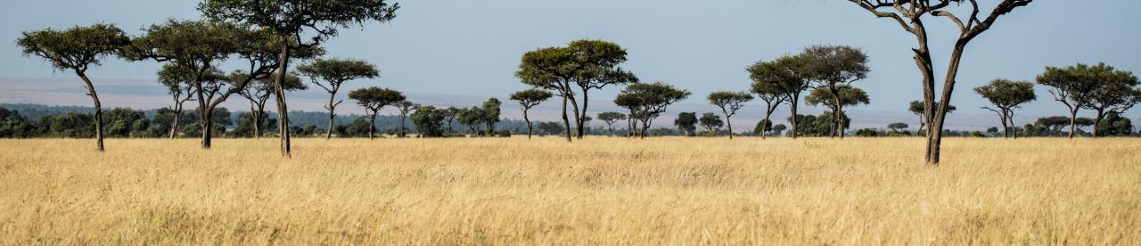 Savannah grass and trees - photo by David Clode Savannah grass and trees - photo by David Clode - photo by David Clode