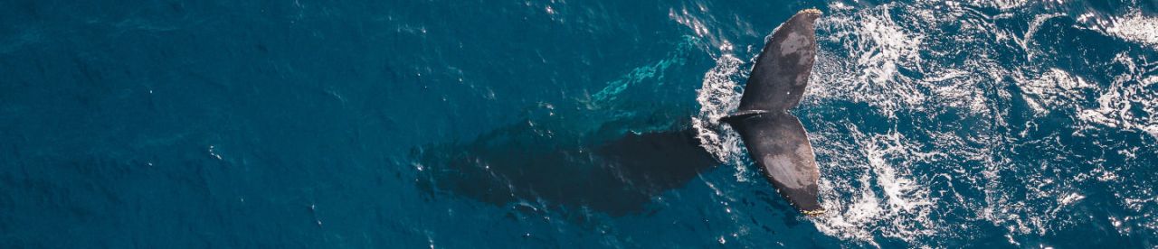 Whale swimming - photo by Guille Pozzi - photo by Guille Pozzi