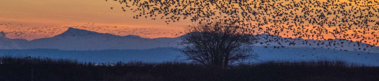Birds, tree, mountains at sunset - photo by Lesly Derksen - photo by Lesly Derksen