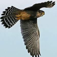 Falcon Watch