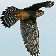 Falcon Watch