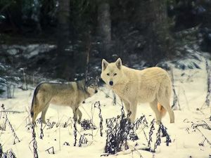 essay about wolves