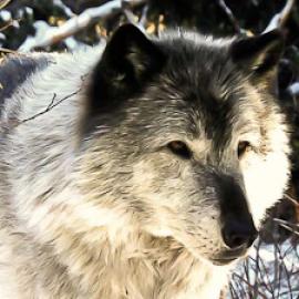 Lessons From Wolves