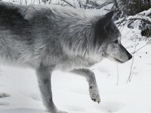 essay about wolves