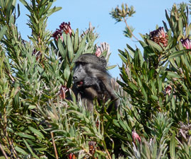 Brilliant Baboons