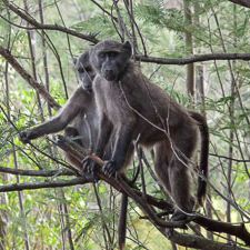 Standing up for the Baboons: Primatologist Paula Pebsworth