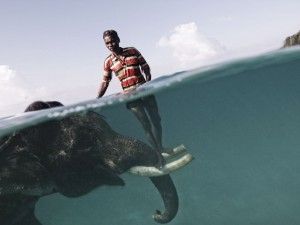 Mahout elephant