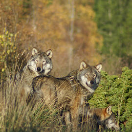 Wolf Culling Enacted by Government
